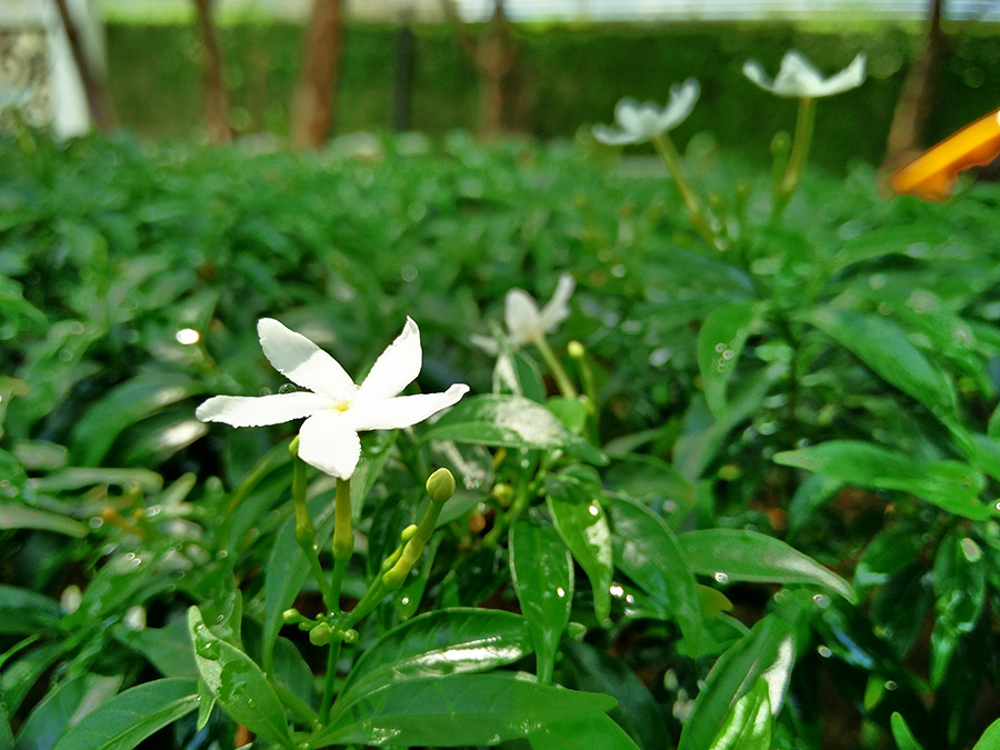 Simple Photo from OnePlus 2 SpecPhone 010
